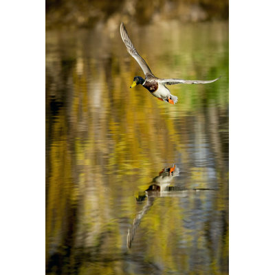 " Mallard Flight II " by Tyler Stockton