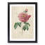 Pink Blush Cabbage Rose by Pierre-Joseph Redoute - Picture Frame Painting Print-55583737-55583738