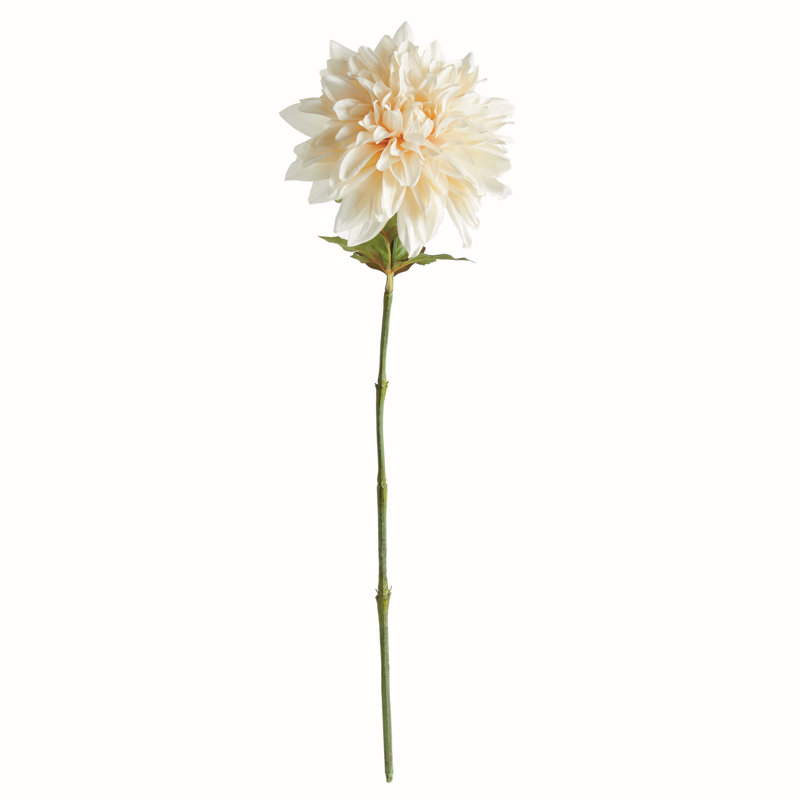 TIGE DAHLIA 28 po, Crème, crème