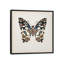 « papillon study ii », impression sur toile-29480725-73651497-73651498