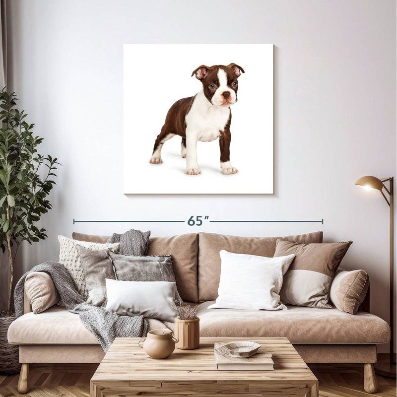 Crowle Baby Boston Terrier, 39" H x 39" W