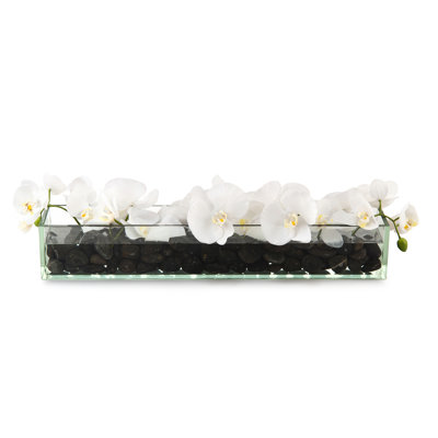 Domino en fleurs dans un pot