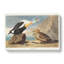 King Duck Bird by John Audubon - Wrapped Canvas-55304361