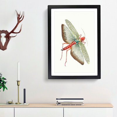 Egyptian Locust by George Shaw - Framed Print