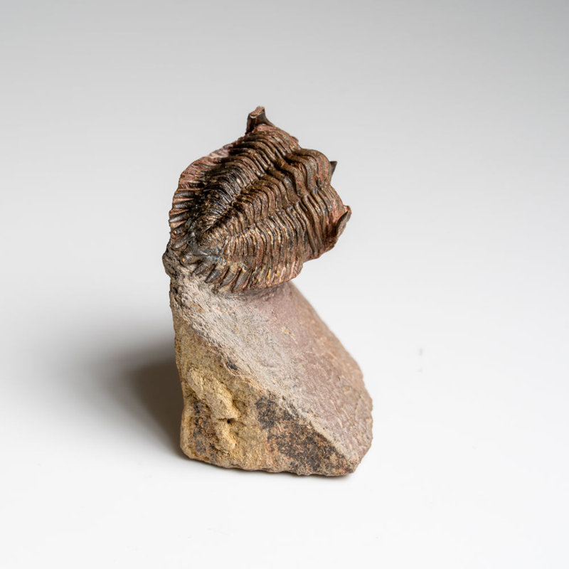 Genuine Ceratarges Spinosus Trilobite On Matrix From Morocco (79.3 Grams)