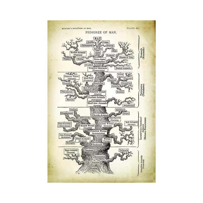 Pedigree Of Man by PatentPrintStore - Wrapped Canvas Print, 66.04 cm H x 45.72 cm W x 1.91 cm D