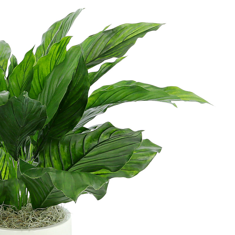 Uv Protected Peace Lily Plant In White Pot
