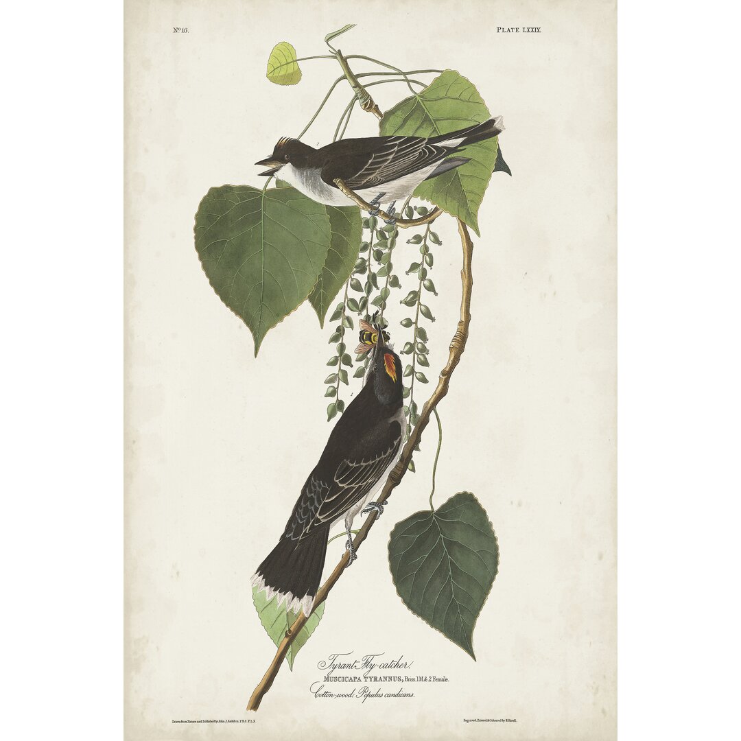 Leinwandbild Pl 79 Tyrant Flycatcher von John Audubon