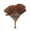 Vickerman 2-6" diameter Natural Calice, 15 pieces per bag, Dried