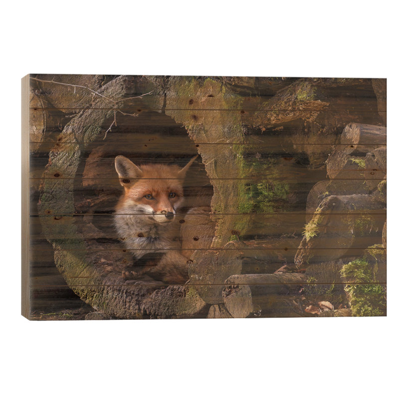 Renard, H 26 po x l 40 po x P 1,5 po