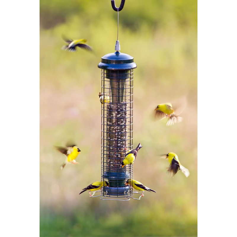 Brome Squirrel Solution Squirrel-Proof Bird Feeder, 2.6lbs Seed Capacity, Green