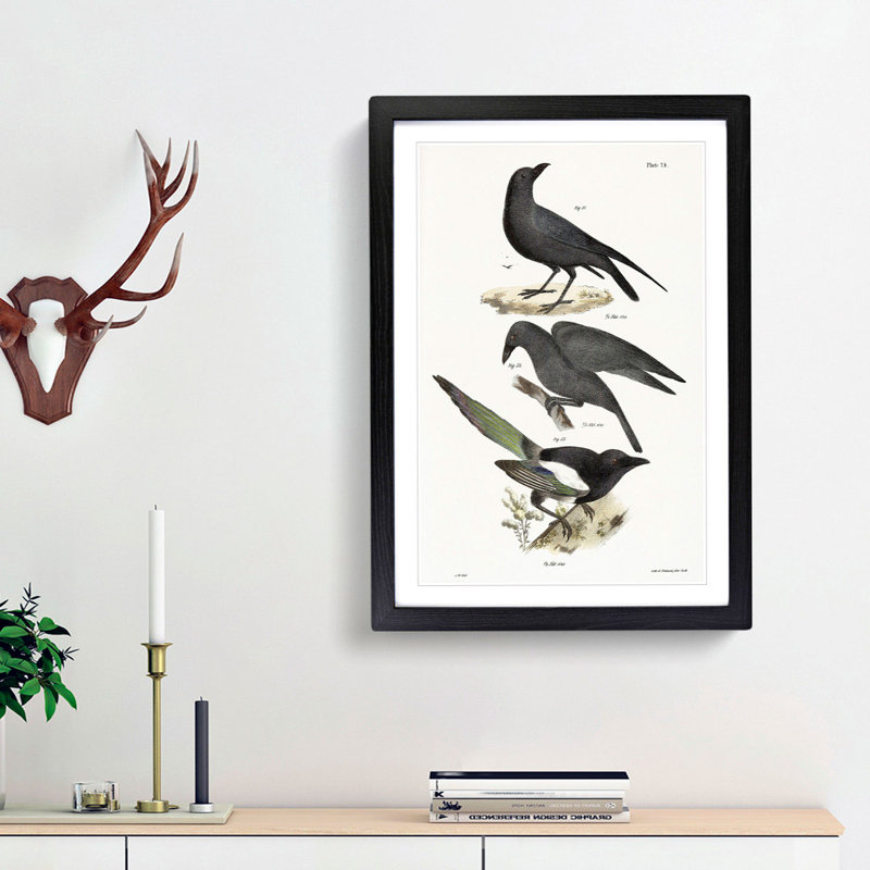 Raven, Crow and Magpie by J.E. De Kay - Framed Print, 36cm H x 27cm W x 2cm D, Black Framed