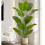 Simulation de banane grande plante verte-111038384