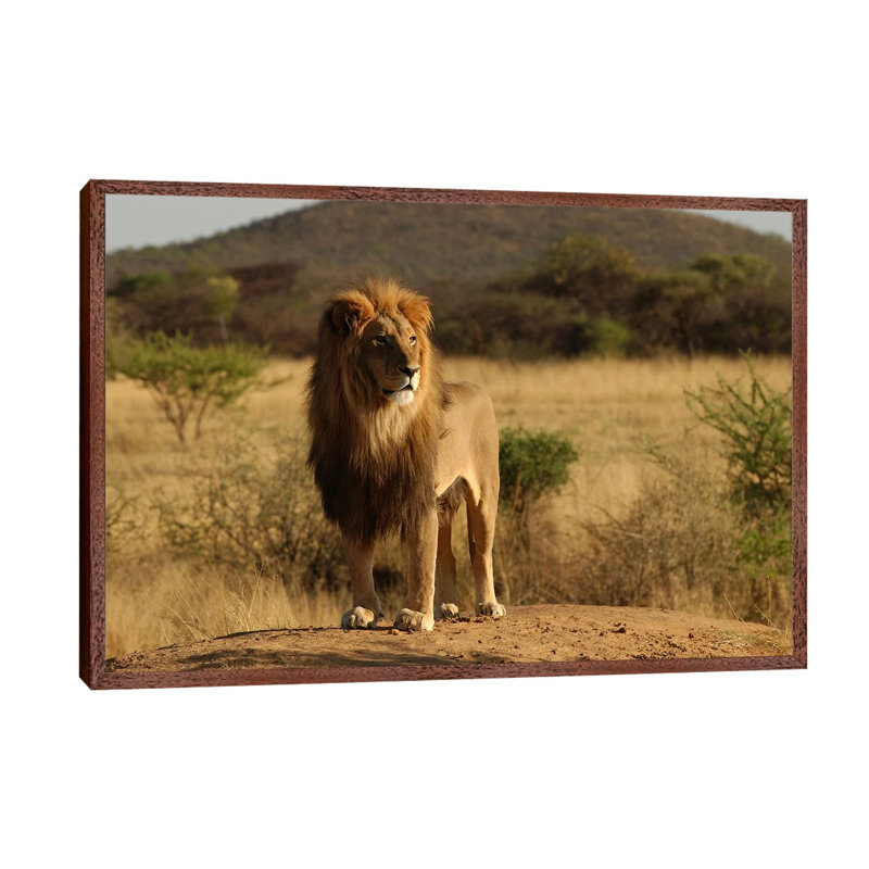 African Lion - Print on Canvas, 66.04 cm H x 45.72 cm W, Brown Floater Framed