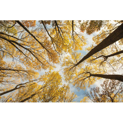 «Look Up I»