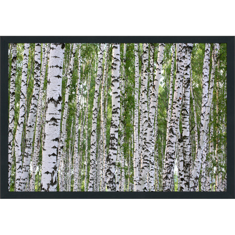 « birching environ 1 », reproduction de photo encadrée, H 27,5 po x l 39,5 po x P 0,75 po