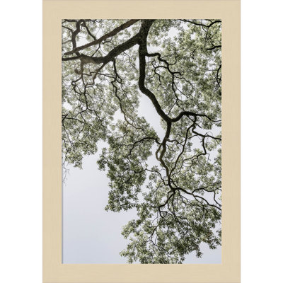 Coastal Forest by Shot by Clint Wood Framed Wall Art Print