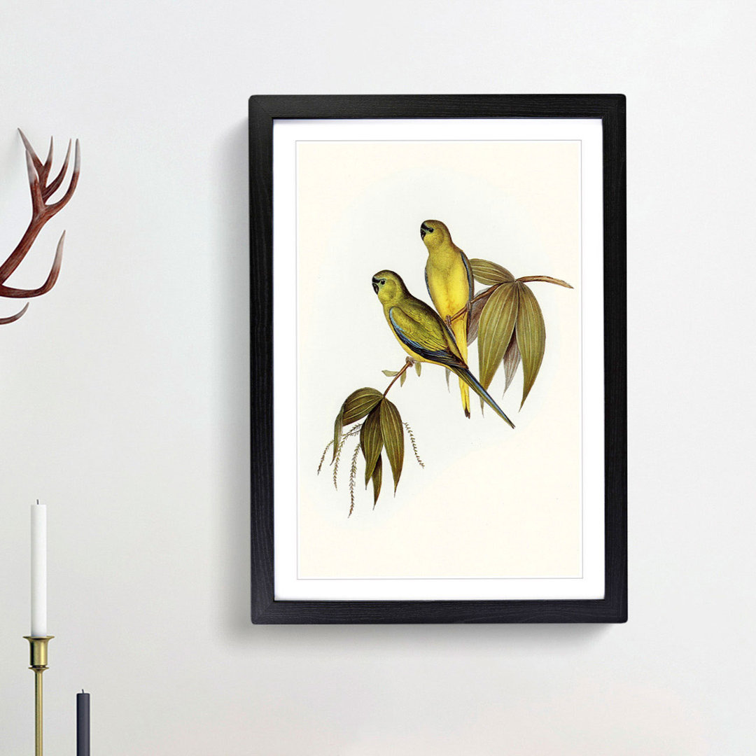 Rock Grass-Parakeets by Elizabeth Gould - Picture Frame Painting Print