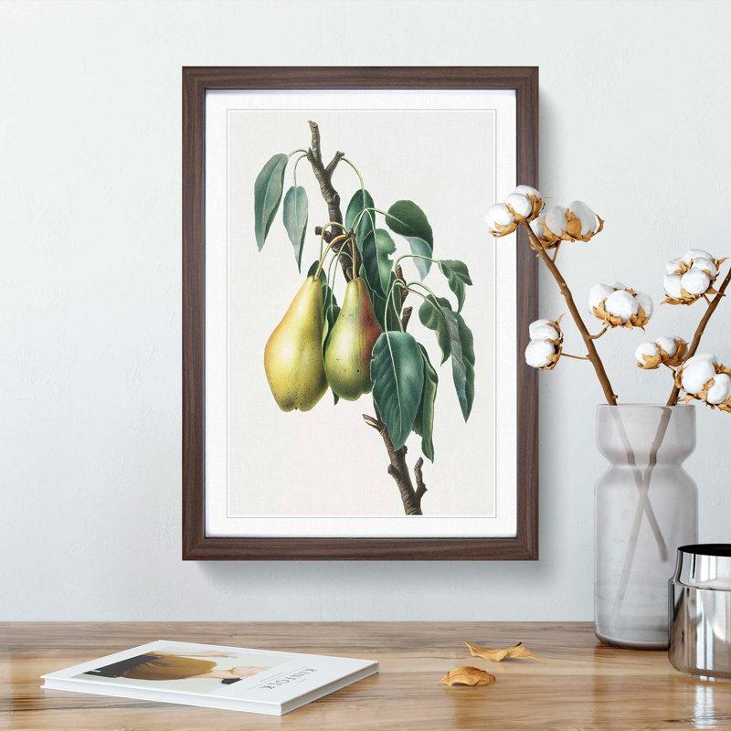 Lemon Pear Tree by Giorgio Gallesio - Picture Frame Painting Print, 36cm H x 27cm W x 2cm D, Walnut Framed