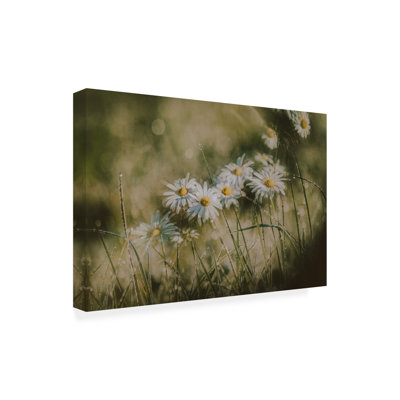 Art sur toile «Bachelor Youngil Kim Daisies In Early Morning»