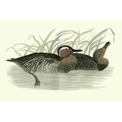 Morris Ducks II