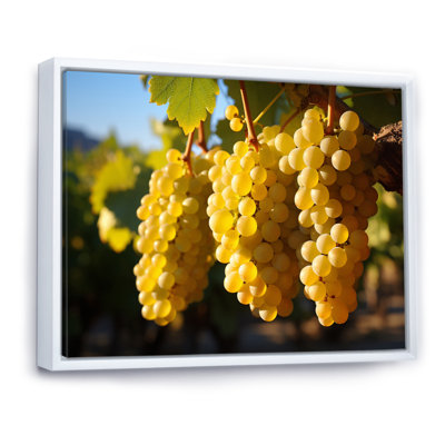 " Golden Grapes Vineyard II "
