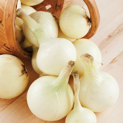 Van Zyverden Onion Sets White Set of 250 bulbs