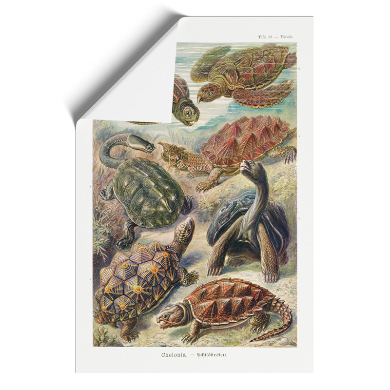 Turtles by Ernst Haeckel - Frameless Print, 59cm H x 42cm W x 0.1cm D