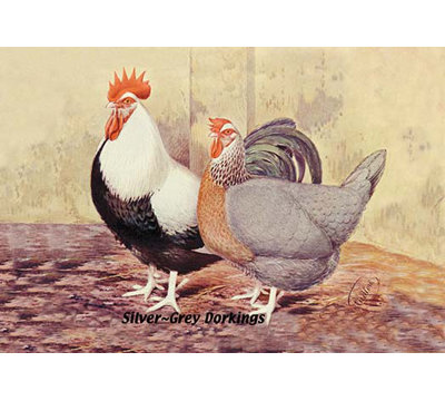 " Silver-Grey Dorkings "