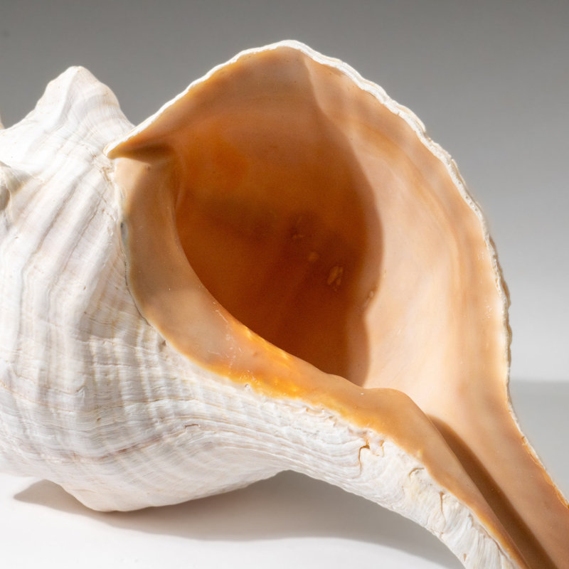Genuine Horse Conch Shell (2 Lbs)