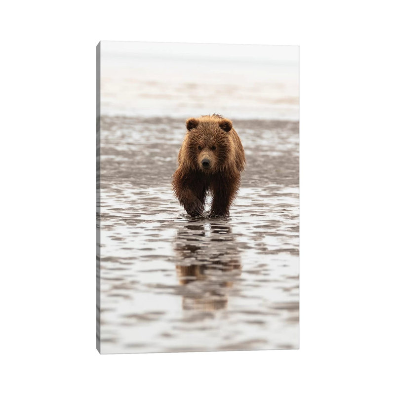 Grizzly Bear Walking Through Mud, Alaska, USA by George Theodore - Wrapped Canvas Print, 20.32 cm H x 30.48 cm W