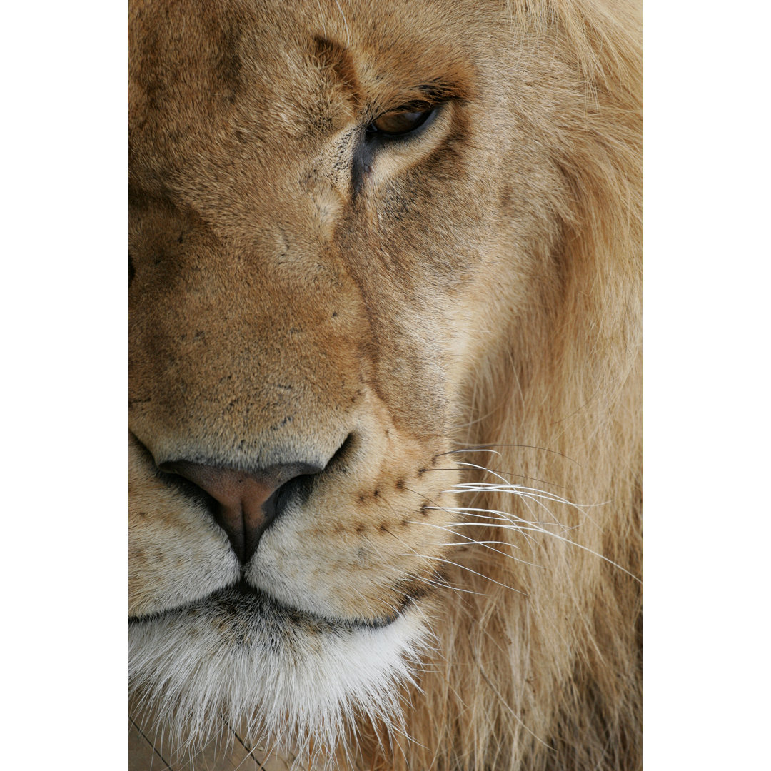 A Close-up Of A Lion With Half Its Face In The Frame by GP232 - Print