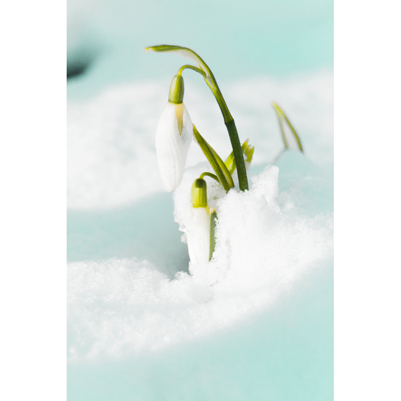 «Snowdrop the Herald of Spring» par Dejan Kular, H 18 po x l 12 po