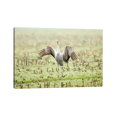 Sandhill Crane Doing Courtship Dance in a Harvested Corn Field, Cosumnes River Preserve, California, USA 1 Piece Wrapped Canvas Wall Art