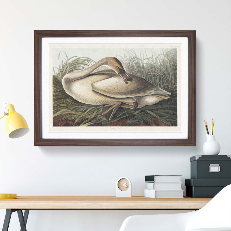 A Trumpeter Swan by John Audubon - Single Picture Frame Painting, Walnut Framed, 45cm H x 63cm W x 2cm D