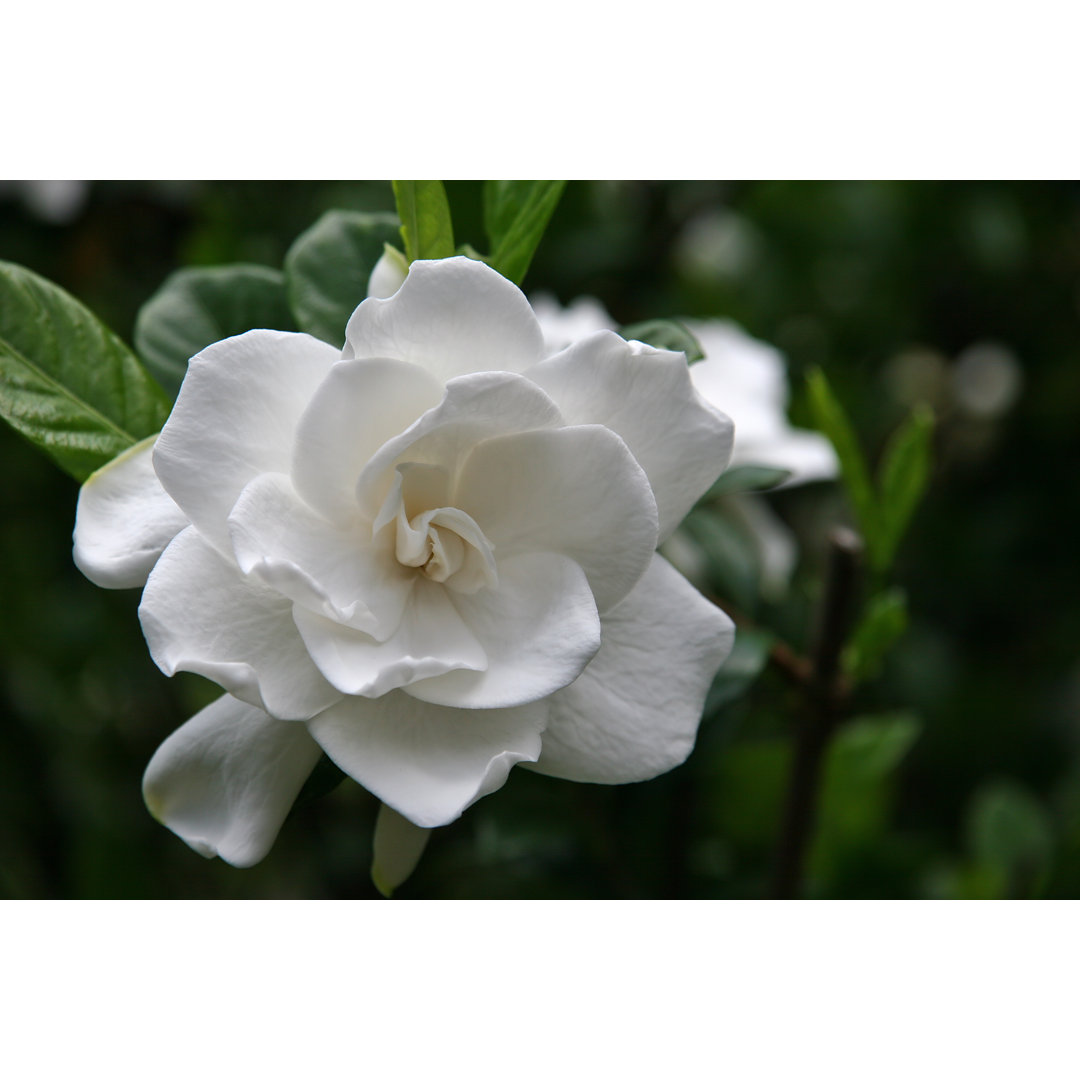 Leinwandbild Gardenia Bloom von Jilllang