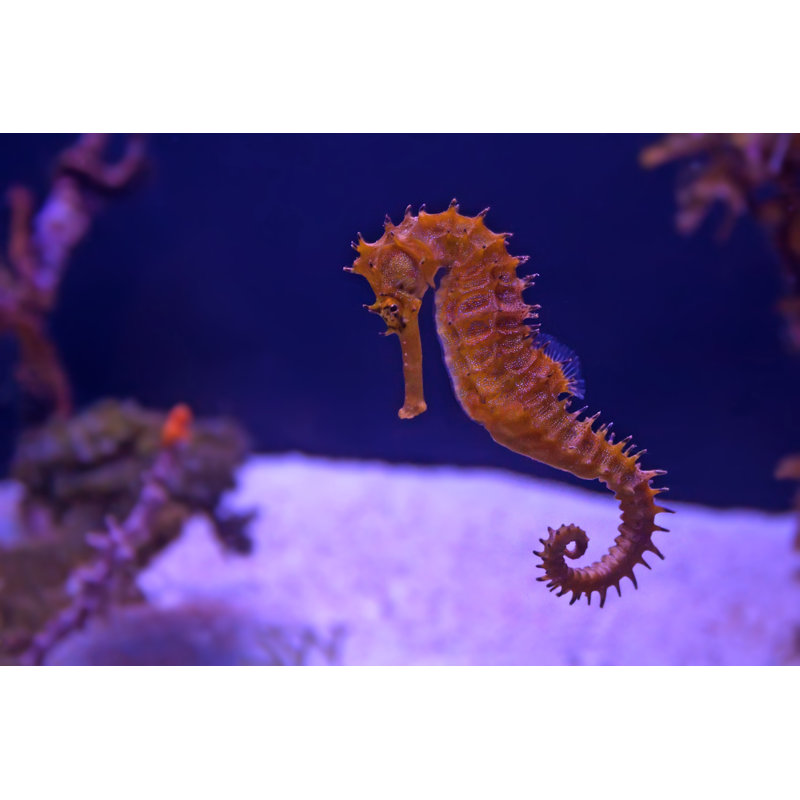 Seahorse In Aquarium by Oskanov - Wrapped Canvas Print, 51cm H x 76cm W