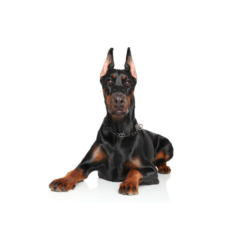 Young Doberman Lying On White Background - Wrapped Canvas Print, 51cm H x 76cm W 