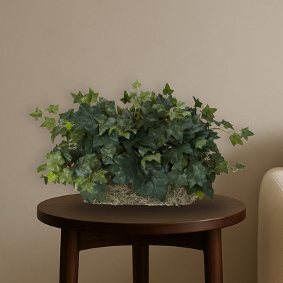 Ivy Ledge Plant Silk Plant