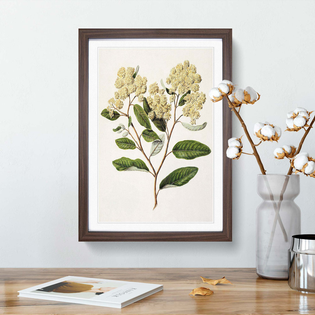 Kumarahou Flowers by Sarah Featon - Framed Print