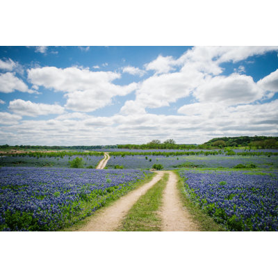 " Bluebonnet Field "