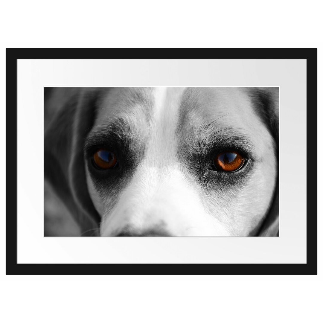 Gerahmtes Poster Große treue Beagle-Augen