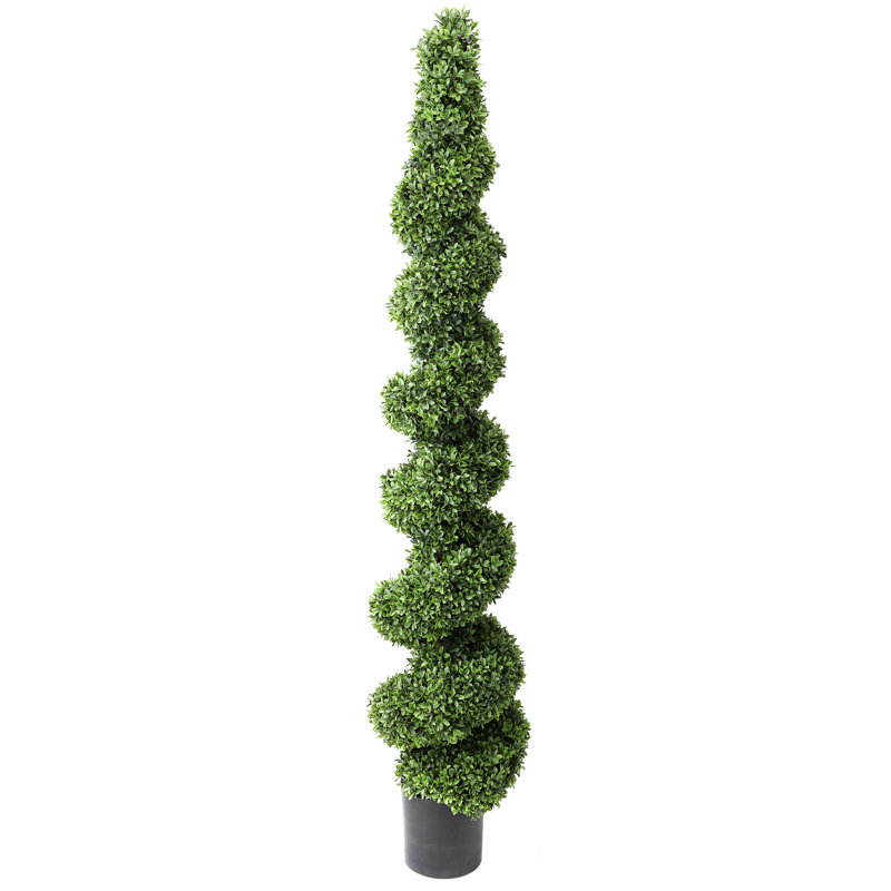 Topiaire de buis d'Amérique en pot, H 72 po x l 2,56 po x P 7,68 po