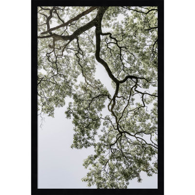 Pleasantville "Coastal Forest" Print