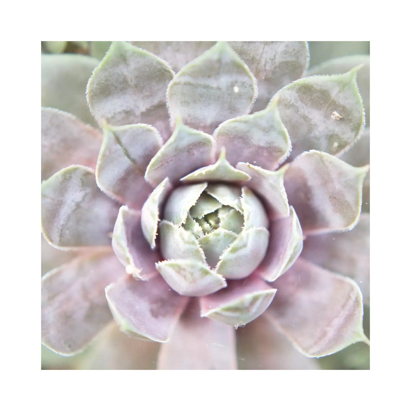 Succulent Glow I by Jason Johnson - Wrapped Canvas Print, 66.04 cm H x 66.04 cm W x 3.175 cm D
