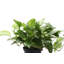Live Marble Queen Pothos Plant-49662261