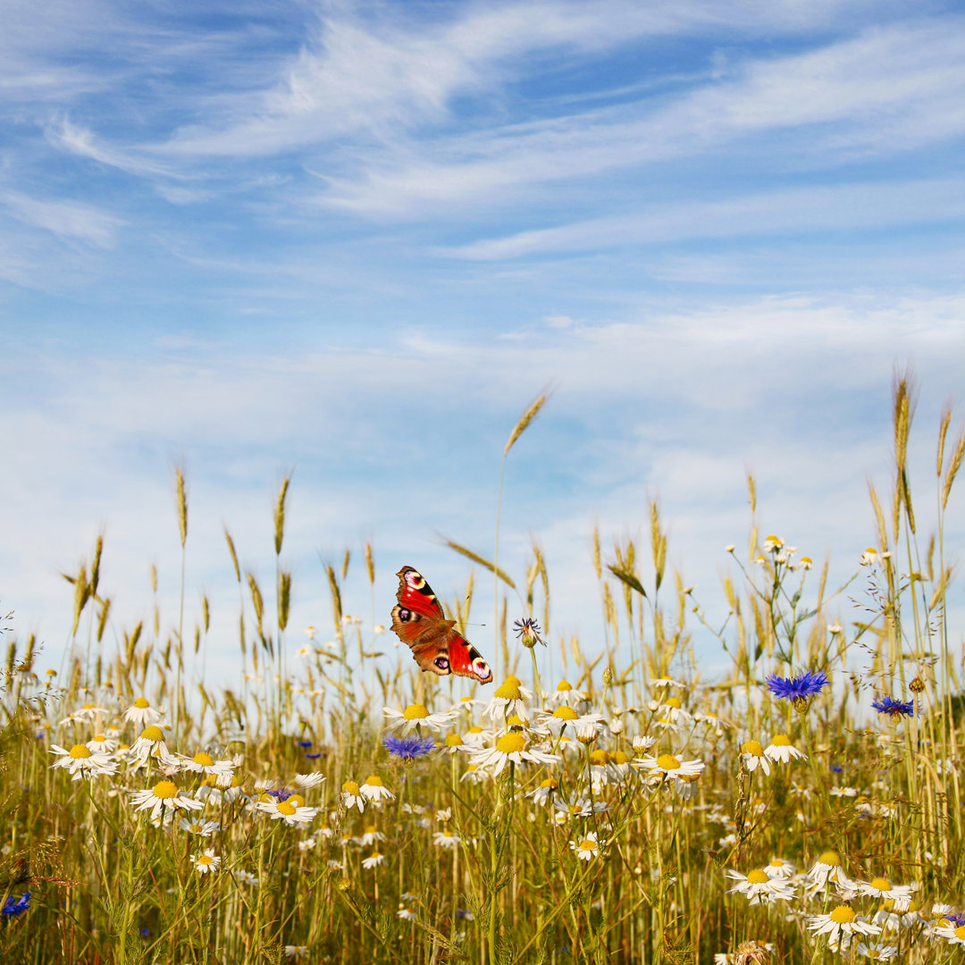 Wilde Blumen und Weizen - Kunstdrucke auf Leinwand