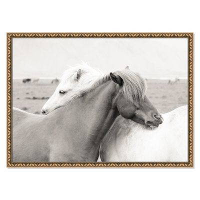 Icelandic Meadow Horses by Danita Delimont - Picture Frame Photograph on Paper