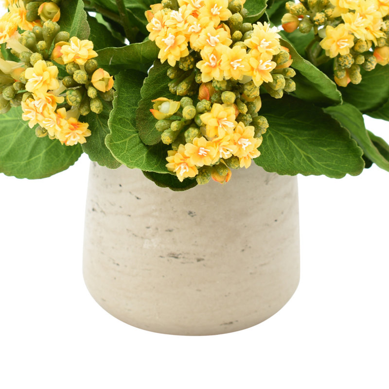 Kalanchoe Arrangement in Fiberstone Pot, Yellow