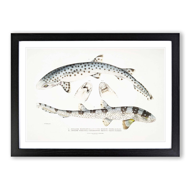 Bearded Sharks by John Edward Gray - Single Picture Frame Print, Black Framed, 33cm H x 45cm W x 2cm D